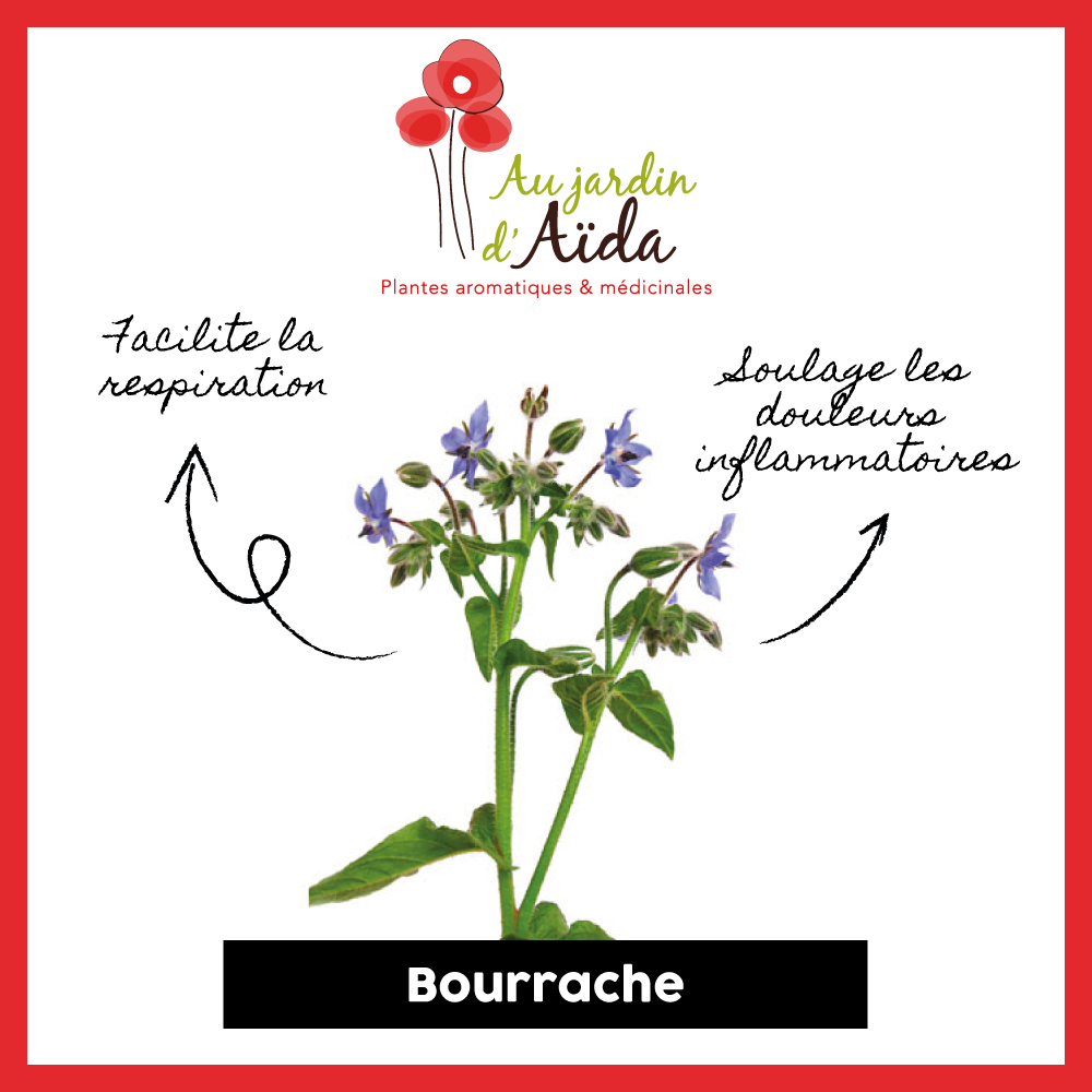 bourrache